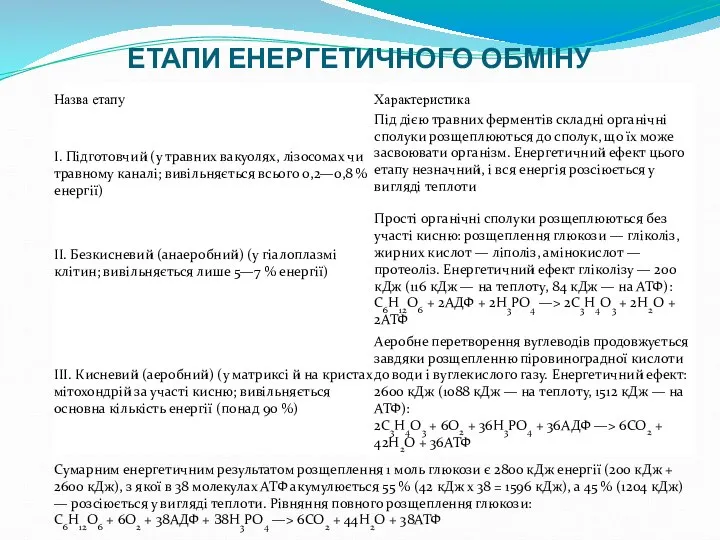 ЕТАПИ ЕНЕРГЕТИЧНОГО ОБМІНУ