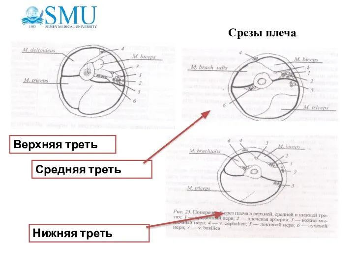 Срезы плеча Верхняя треть Средняя треть Нижняя треть