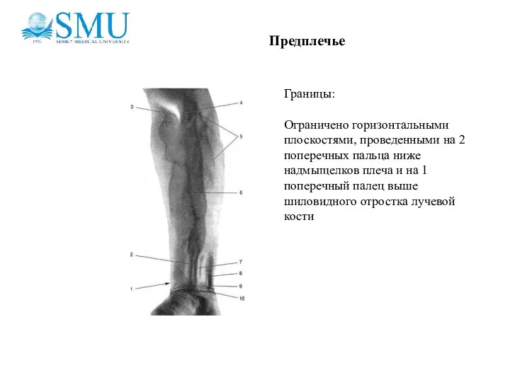 Предплечье Границы: Ограничено горизонтальными плоскостями, проведенными на 2 поперечных пальца ниже надмыщелков