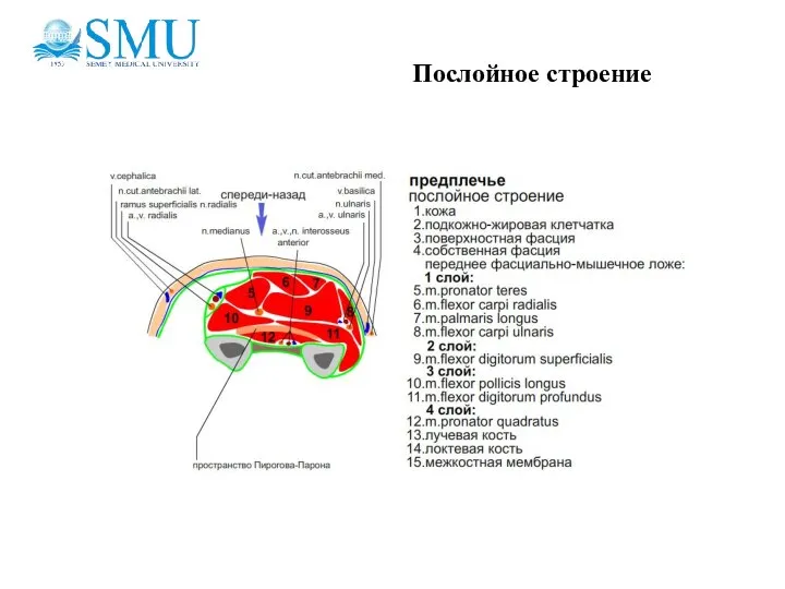 Послойное строение