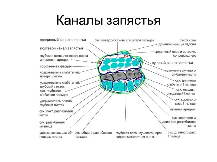 Каналы запястья