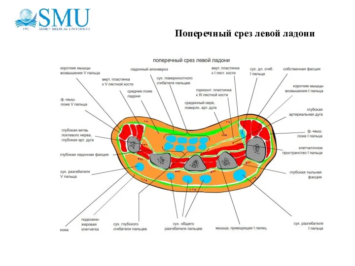 Поперечный срез левой ладони