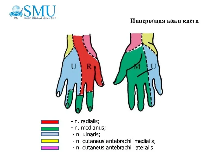 Иннервация кожи кисти - n. radialis; - n. medianus; - n. ulnaris;