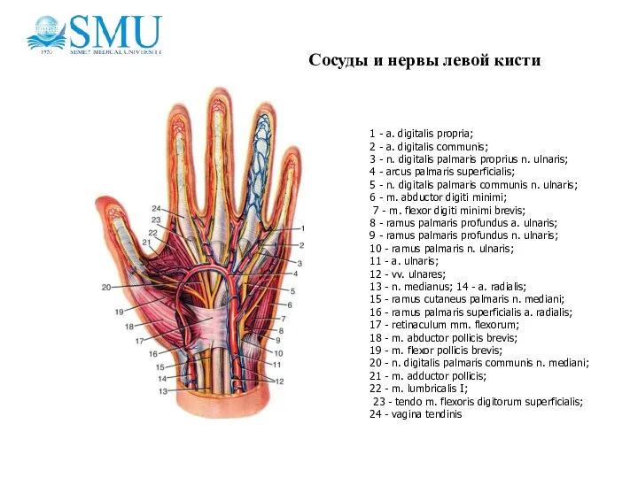 Сосуды и нервы левой кисти 1 - а. digitalis propria; 2 -