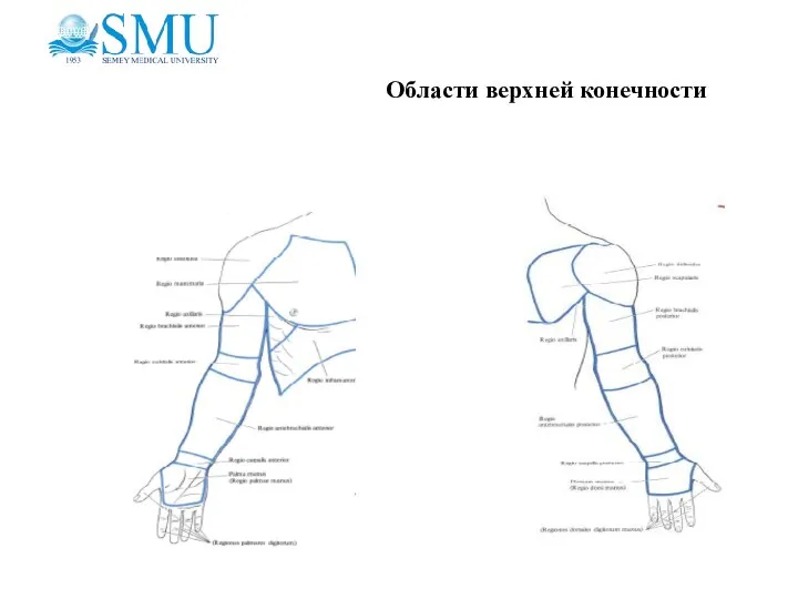 Области верхней конечности