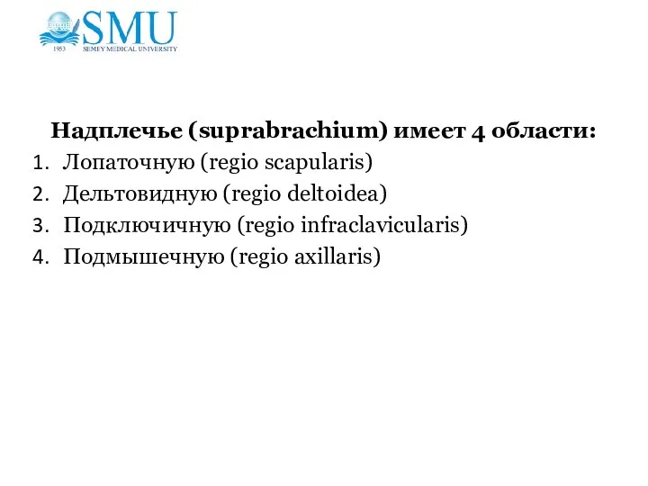 Надплечье (suprabrachium) имеет 4 области: Лопаточную (regio scapularis) Дельтовидную (regio deltoidea) Подключичную