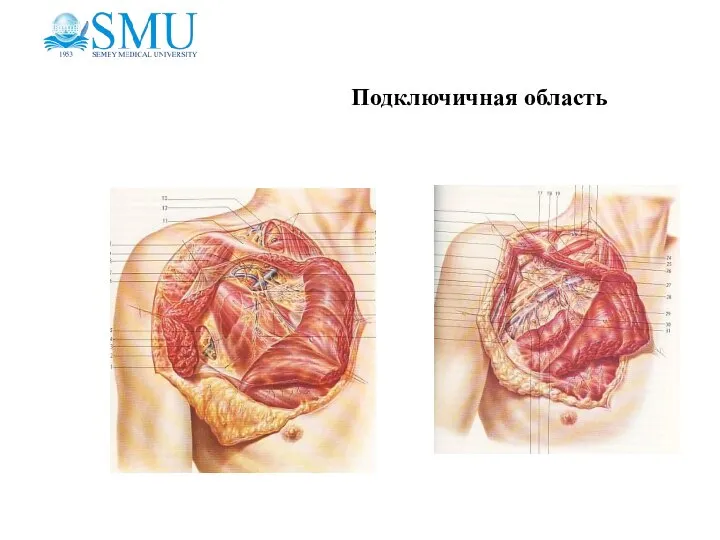 Подключичная область