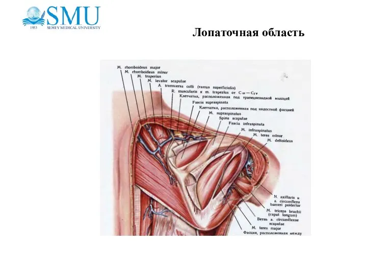 Лопаточная область