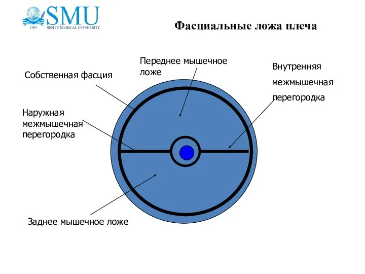 Фасциальные ложа плеча Собственная фасция Наружная межмышечная перегородка Внутренняя межмышечная перегородка Переднее