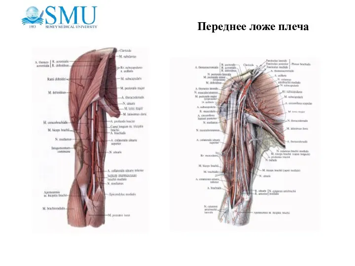 Переднее ложе плеча