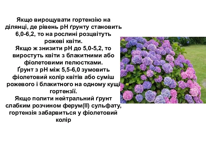 Якщо вирощувати гортензію на ділянці, де рівень pH ґрунту становить 6,0-6,2, то