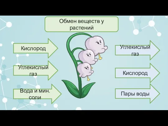 Обмен веществ у растений Кислород Углекислый газ Углекислый газ Кислород Вода и мин.соли Пары воды