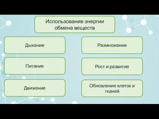 Использование энергии обмена веществ Дыхание Питание Движение Размножение Рост и развитие Обновление клеток и тканей