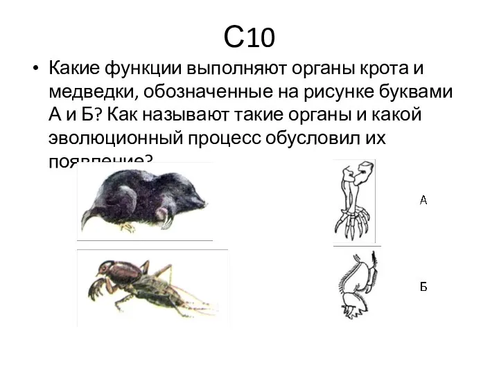 С10 Какие функции выполняют органы крота и медведки, обозначенные на рисунке буквами