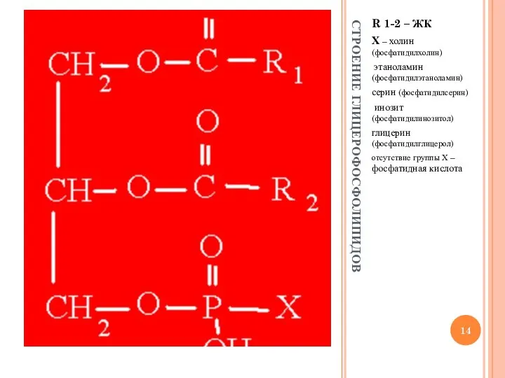 СТРОЕНИЕ ГЛИЦЕРОФОСФОЛИПИДОВ R 1-2 – ЖК Х – холин (фосфатидилхолин) этаноламин (фосфатидилэтаноламин)