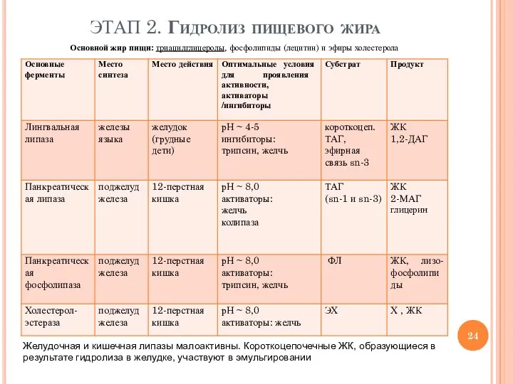 ЭТАП 2. Гидролиз пищевого жира Основной жир пищи: триацилглицеролы, фосфолипиды (лецитин) и