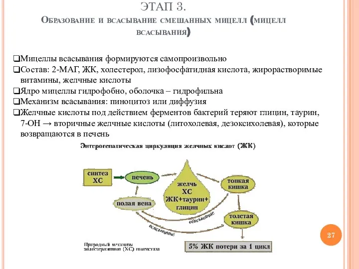 ЭТАП 3. Образование и всасывание смешанных мицелл (мицелл всасывания) Мицеллы всасывания формируются