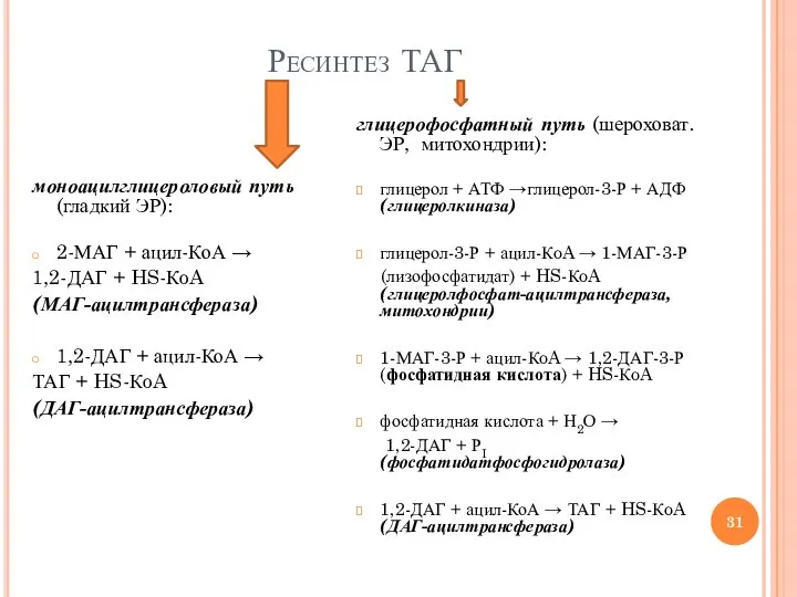 Ресинтез ТАГ моноацилглицероловый путь (гладкий ЭР): 2-МАГ + ацил-КоА → 1,2-ДАГ +