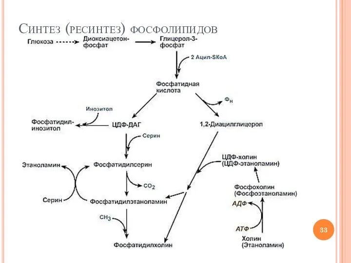 Синтез (ресинтез) фосфолипидов