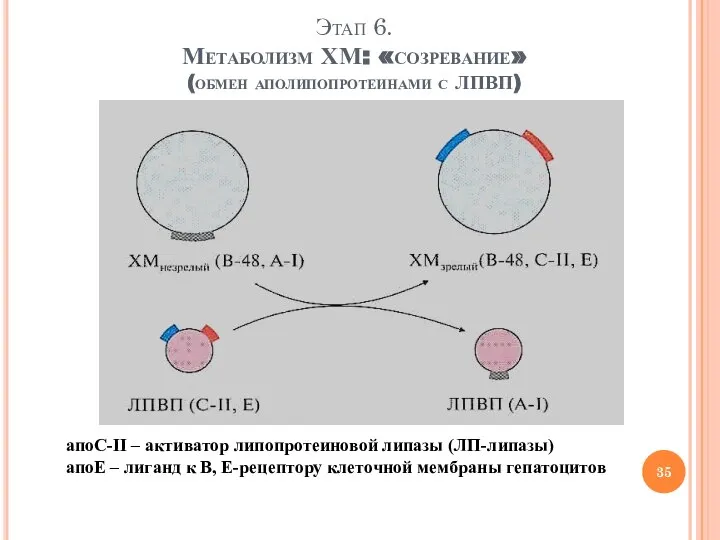 Этап 6. Метаболизм ХМ: «созревание» (обмен аполипопротеинами с ЛПВП) апоС-II – активатор