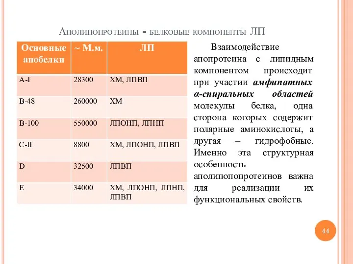 Аполипопротеины - белковые компоненты ЛП Взаимодействие апопротеина с липидным компонентом происходит при