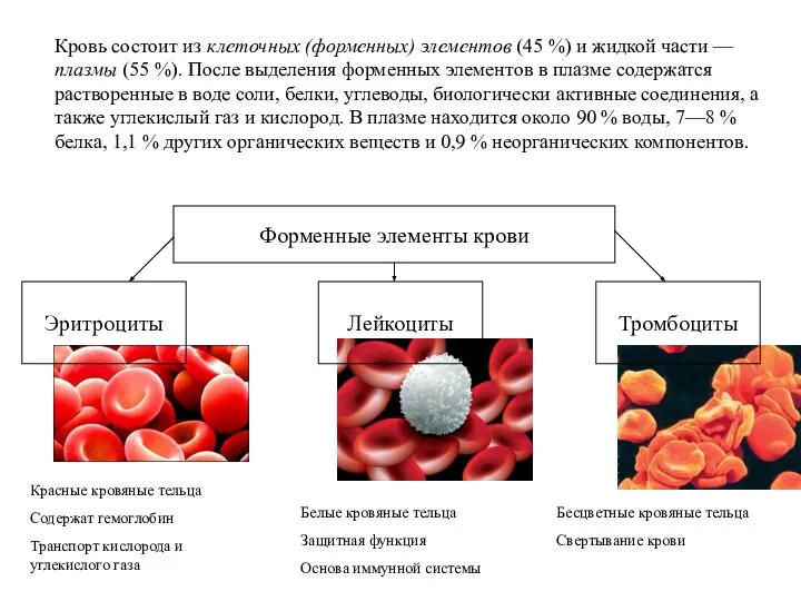 Кровь состоит из клеточных (форменных) элементов (45 %) и жидкой части —