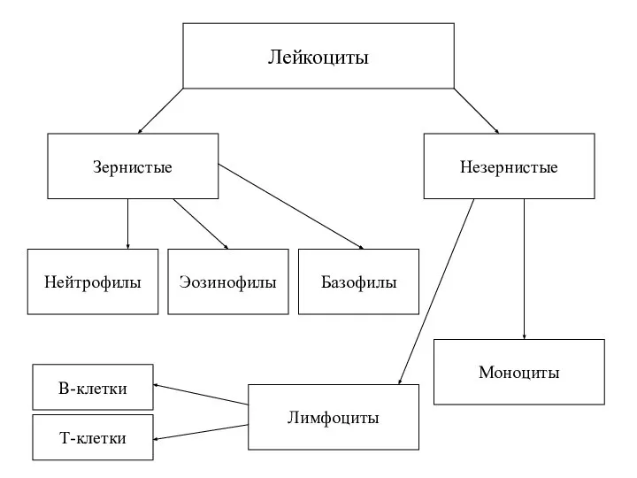 Лейкоциты Нейтрофилы Эозинофилы Базофилы Зернистые Незернистые Лимфоциты Моноциты В-клетки Т-клетки