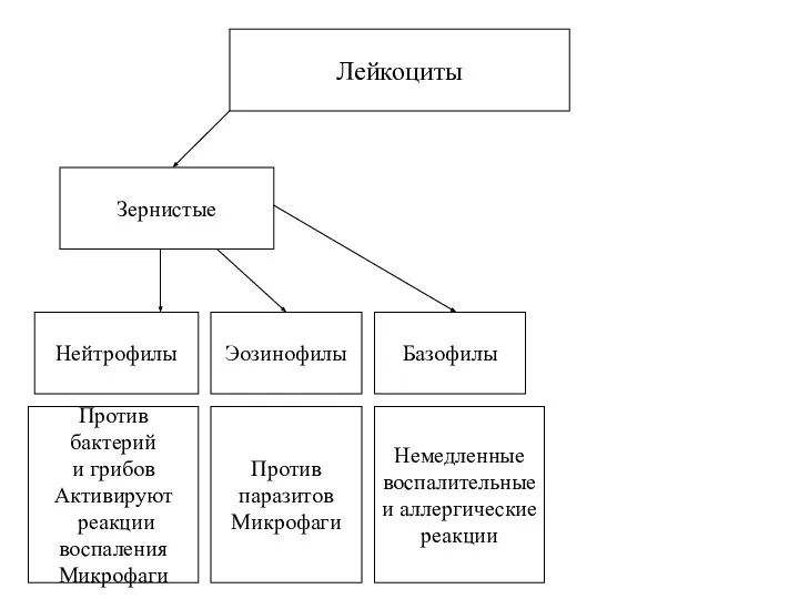 Лейкоциты Нейтрофилы Эозинофилы Базофилы Зернистые Против бактерий и грибов Активируют реакции воспаления