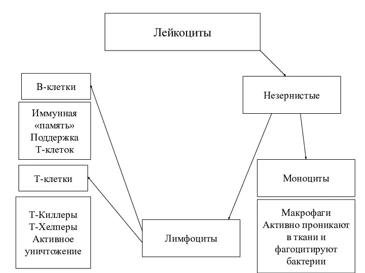 Лейкоциты Незернистые Лимфоциты Моноциты В-клетки Т-клетки Макрофаги Активно проникают в ткани и