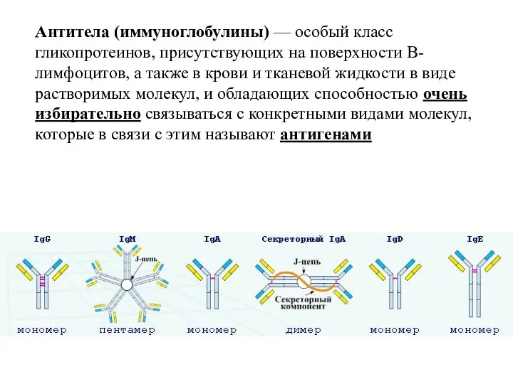 Антитела (иммуноглобулины) — особый класс гликопротеинов, присутствующих на поверхности B-лимфоцитов, а также