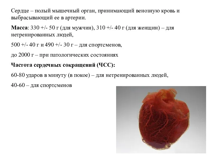 Сердце – полый мышечный орган, принимающий венозную кровь и выбрасывающий ее в