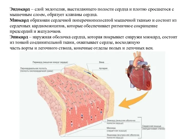 Эндокард – слой эндотелия, выстилающего полости сердца и плотно сросшегося с мышечным