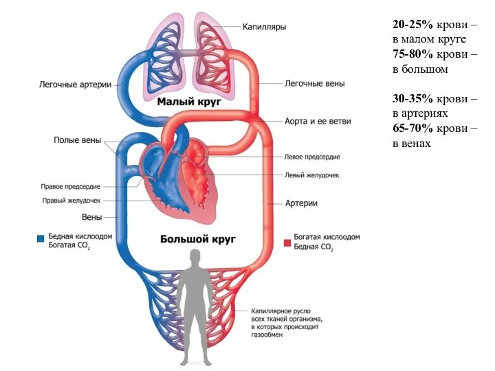 20-25% крови – в малом круге 75-80% крови – в большом 30-35%