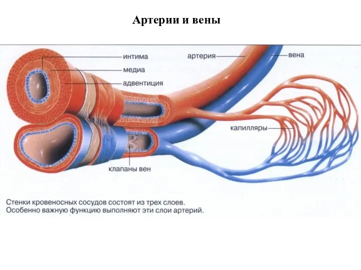 Артерии и вены