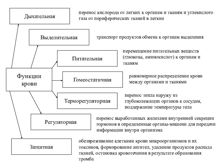 Функции крови Дыхательная перенос кислорода от легких к органам и тканям и