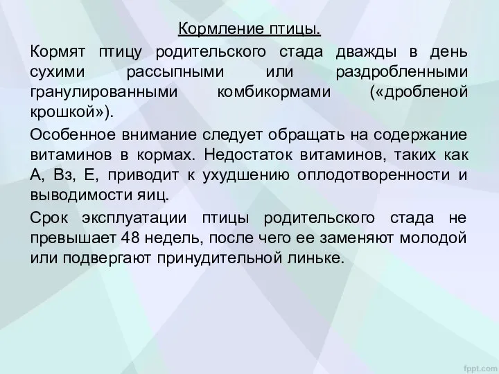 Кормление птицы. Кормят птицу родительского стада дважды в день сухими рассыпными или