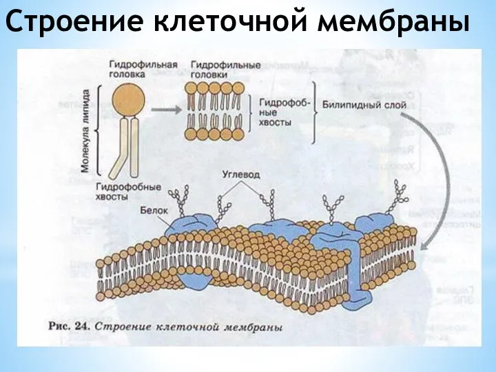 Строение клеточной мембраны