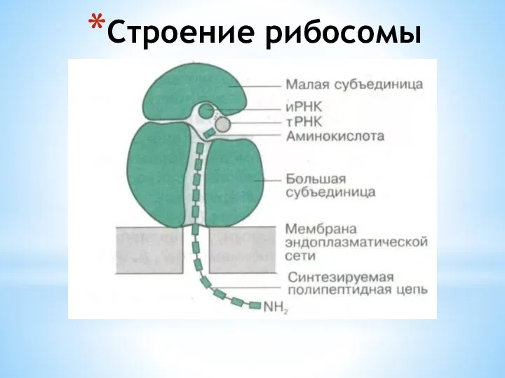 Строение рибосомы