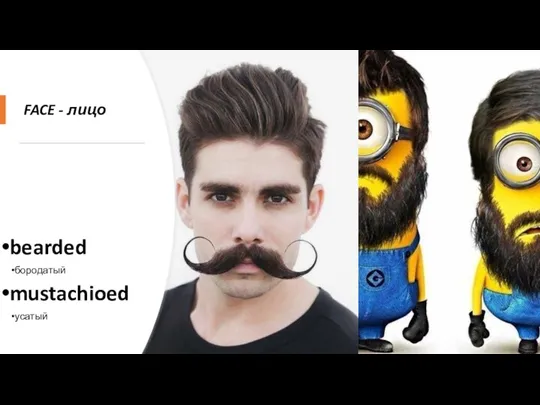 FACE - лицо bearded бородатый mustachioed усатый