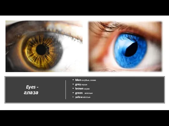 Eyes - глаза blue голубые, синие grey серые brown карие green зеленые yellow жёлтые