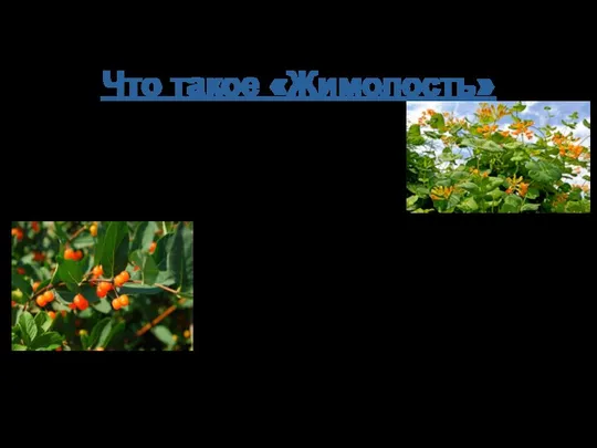 Что такое «Жимолость» Жимолость (лат. Lonicera) – это род растений, представляющих семейство