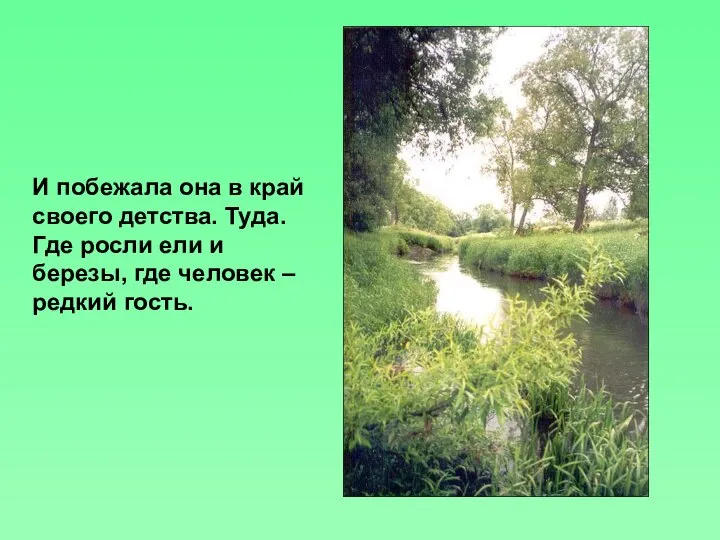 И побежала она в край своего детства. Туда. Где росли ели и