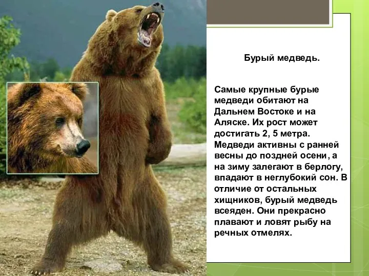 Бурый медведь. Самые крупные бурые медведи обитают на Дальнем Востоке и на