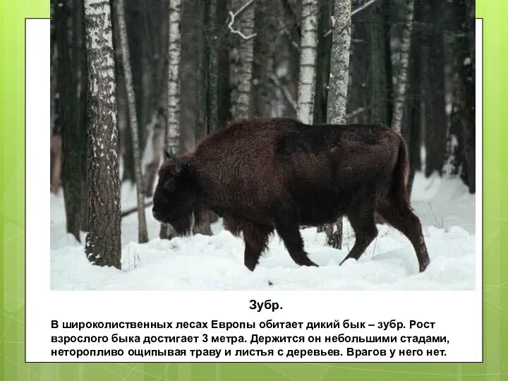 Зубр. В широколиственных лесах Европы обитает дикий бык – зубр. Рост взрослого