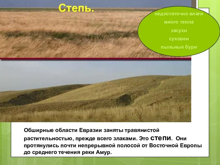 Обширные области Евразии заняты травянистой растительностью, прежде всего злаками. Это степи. Они