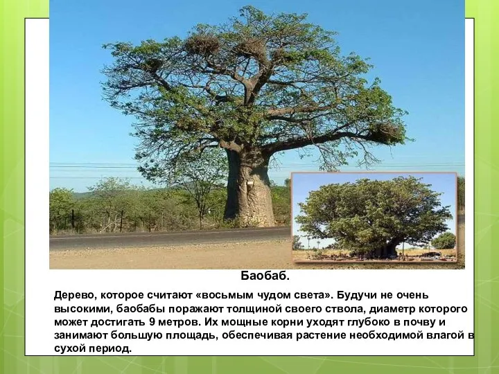 Баобаб. Дерево, которое считают «восьмым чудом света». Будучи не очень высокими, баобабы