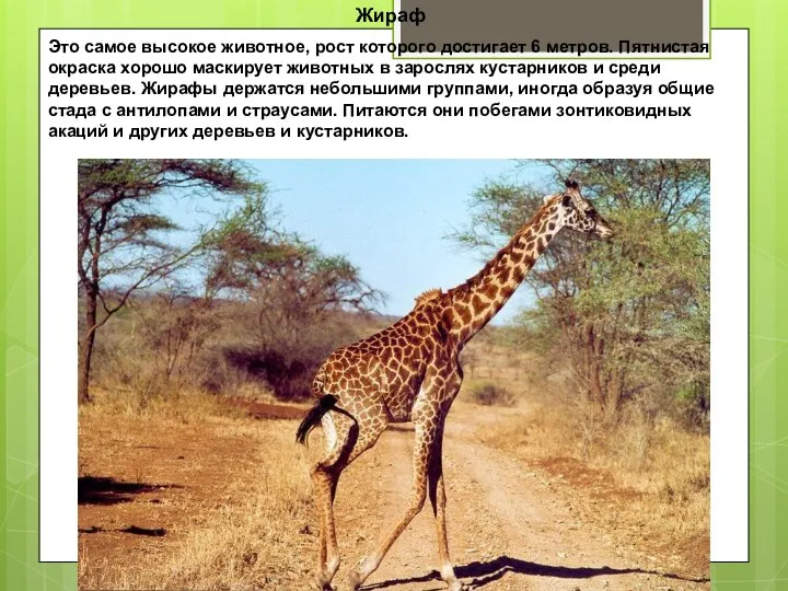 Жираф Это самое высокое животное, рост которого достигает 6 метров. Пятнистая окраска