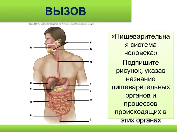 ВЫЗОВ «Пищеварительная система человека» Подпишите рисунок, указав название пищеварительных органов и процессов происходящих в этих органах