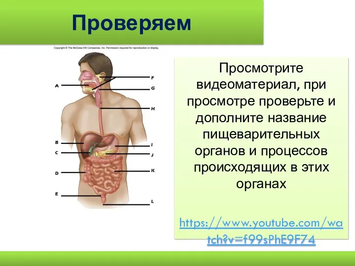 Проверяем Просмотрите видеоматериал, при просмотре проверьте и дополните название пищеварительных органов и