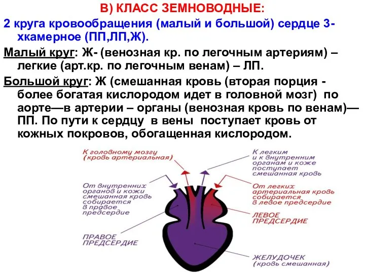 В) КЛАСС ЗЕМНОВОДНЫЕ: 2 круга кровообращения (малый и большой) сердце 3-хкамерное (ПП,ЛП,Ж).